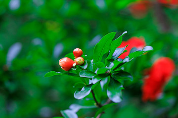 Pomegranate flowers in the park