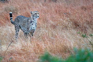 cheetah portrait in kruger park south africa while hunting