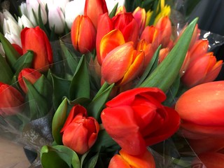 Blouquets of red and white tulips wrapped in plastic