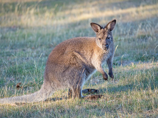 Red-Necked Wallaby