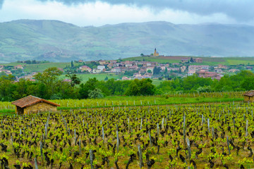 Fototapeta na wymiar Vineyards and countryside in Beaujolais, with the village Saint-Laurent-d-Oingt
