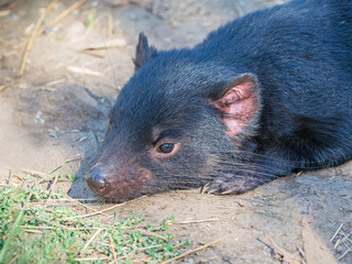 Tasmanian Devil Sunbathing