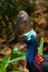 close up on colourful Cassowary Bird face, crane and long eyelashes North Qld