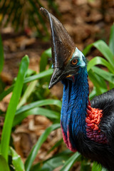 close up on colourful Cassowary Bird face, crane and long eyelashes North Qld