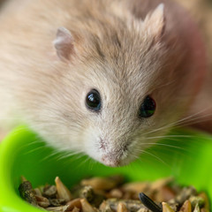 fluffy cute hamster