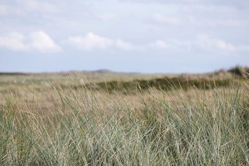 Obraz premium list 55