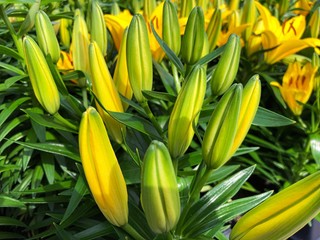 Close up of buds of yellow Asiatic lily flowers in a garden