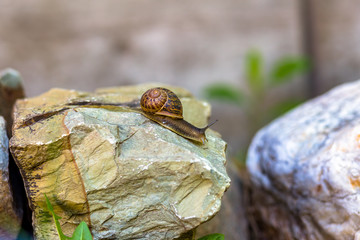 Snail on Rock