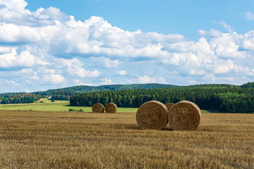 hay rolls in a field in summer