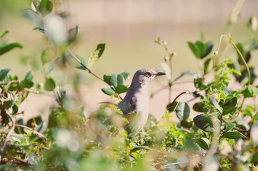 Bird in the Brush