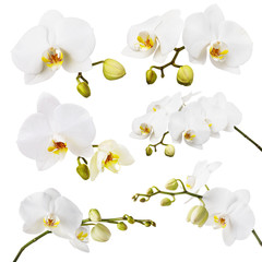 Large set of branches of a blossoming white orchid isolated on background