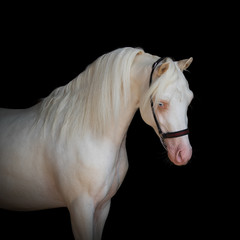 Portrait of a beautiful white horse with long mane on black background isolated