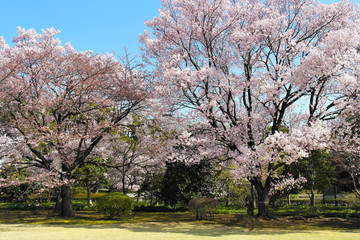 Obraz premium Hanami in Tokyo