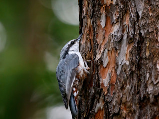 Eurasian nuthatch sitta europaea perched on bark of pine tree. Cute funny little common park bird in wildlife.