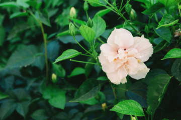 Background made of fresh green leaves and white flowers. Dynamic backdrop, perfect pattern outdoors.