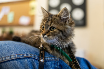 look of a beautiful cat