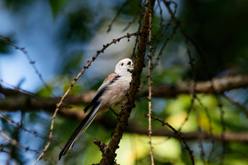 Long-tailed tit aegithalos caudatus sitting on branch of tree. Cute little fluffy bird in wildlife.