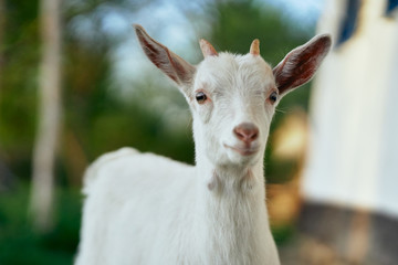 goat in farm