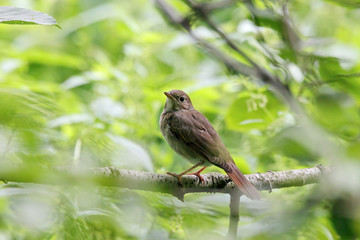 Thrush nightingale luscinia luscinia sitting on branch in bush. Cute brown songbird in wildlife.