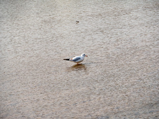 Black headed Gull - Larus ridibundus - is searching for food at the estuary in Fukuoka city, Japan.