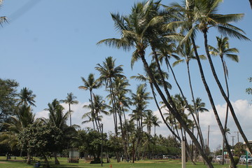 Fototapeta premium Palms