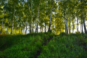 spring forest. dawn in a beautiful forest