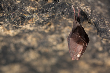 Close up small sleeping horseshoe bat covered by wings, hanging upside down on top of cold natural...