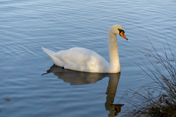 Schwan mit Wassertropfen, die in der Sonne glänzen