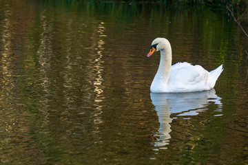 Schwan mit Spiegelung und Schnabel in Linksrichtuing