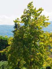 (Corylus colurna) Schlanke und pyramideförmig krone von Türkische Haselnuss baum aus 