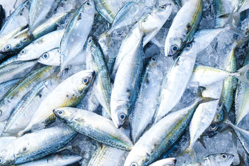 Fresh tuna fish background sell in seafood market