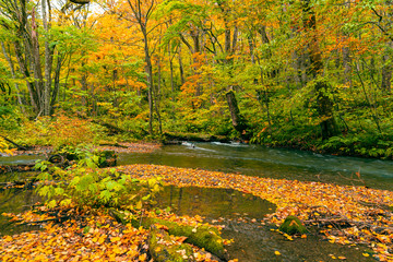 Obraz premium Colorful falling leaves covered the ground in the forest of autumn season that the Oirase Mountain Stream flow through at Oirase Valley in Towada Hachimantai National Park, Aomori Prefecture, Japan.