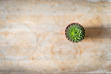 Obraz na płótnie Canvas cactus in a pot on wooden background ready for texte, flat lay