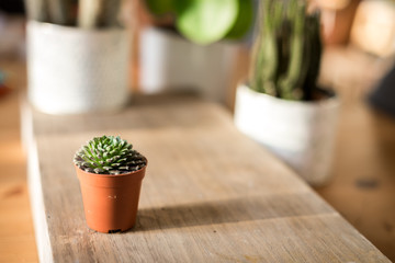 cactus plant in a pot set on wooden table with green plant in background, interior 
