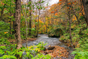 View of Oirase River flow passing rocks in the colorful foliage of autumn forest at Oirase Valley in Towada Hachimantai National Park, Aomori Prefecture, Japan.