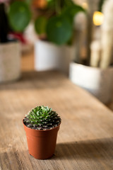 cactus plant in a pot set on wooden table with green plant in background, interior 