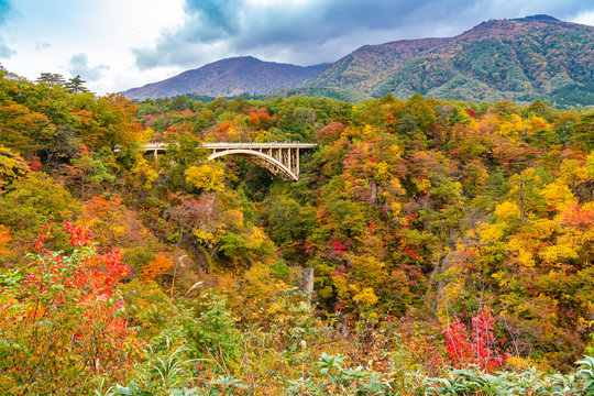 Beautiful autumn color of foliage at Naruko Gorge with Ofukazawa Bridge in the city of Naruko, Miyagi Prefecture, Japan.