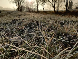 grass with frost and trees in the background