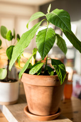 green plant in a pot