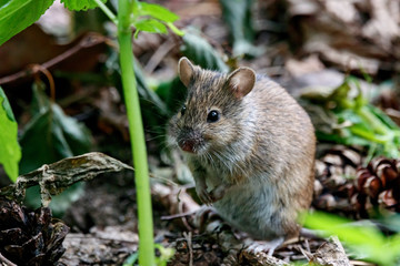 Naklejka na ściany i meble Striped field mouse apodemus agrarius sitting on ground. Cute common forest rodent animal in wildlife.