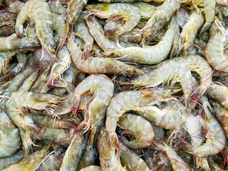 Fresh shrimp or prawn in seafood market background