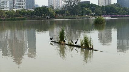 storks on the lake in the city park