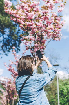 Cheerful traveler standing near Sakura Tree and taking photo Cellphone App