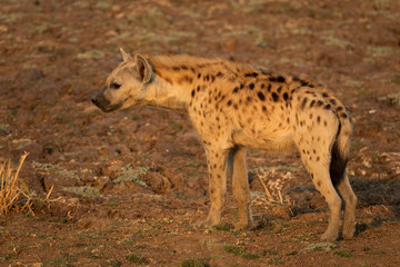 Naklejka na ściany i meble Profile view of hyena standing and looking to the left