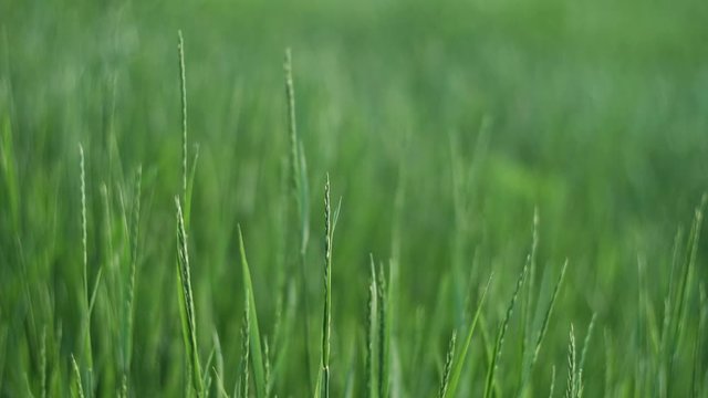 Green grass swaying on wind in spring meadow, soft focus