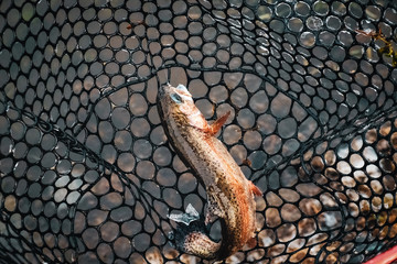 Sport fishing rainbow trout in the lake.