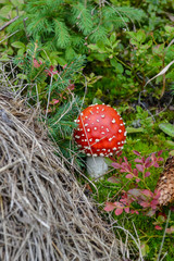 Fly Agaric, red and white poisonous mushroom in the forest
