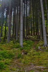 Wilderness forest