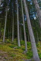 Wilderness forest
