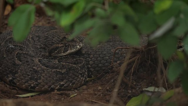 Tanzanian Puff Adder Snake